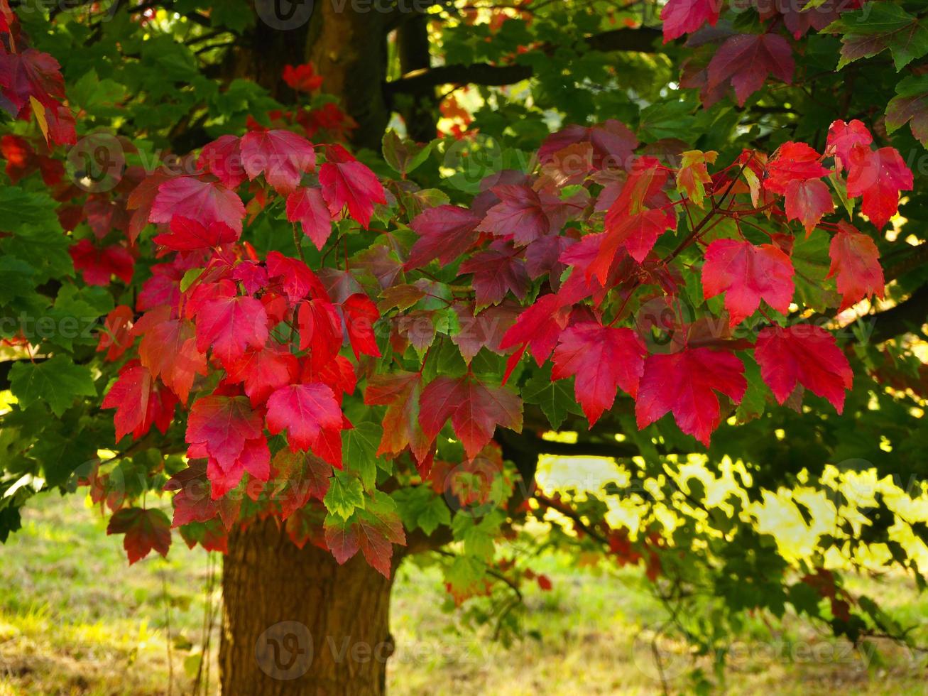 Belles feuilles rouge vif sur un érable en automne photo