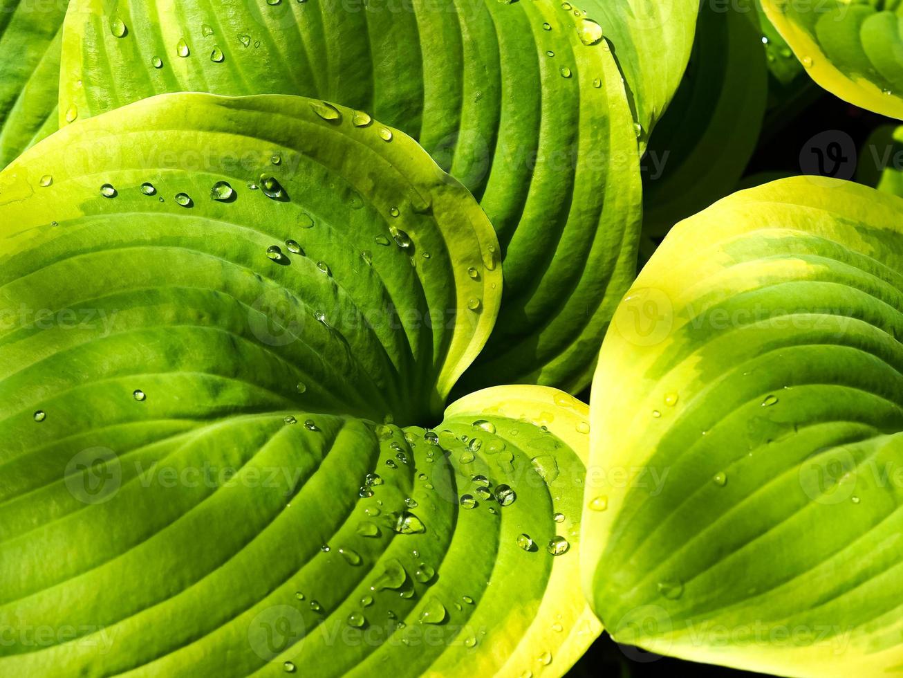 Feuilles de plantes hosta panachées avec des gouttelettes de pluie photo