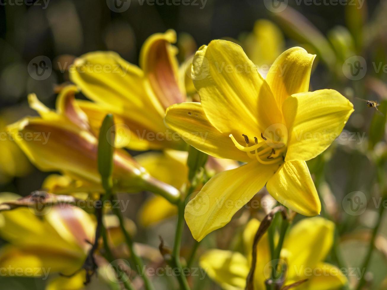 Fleurs d'hémérocalle hémérocalles jaune vif dans un jardin photo