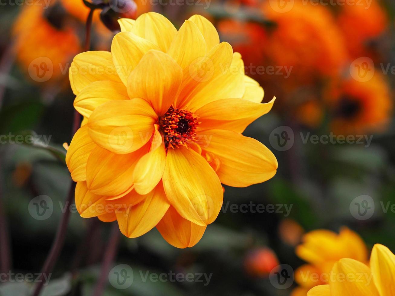 Belle fleur de dahlia double jaune dans un jardin photo