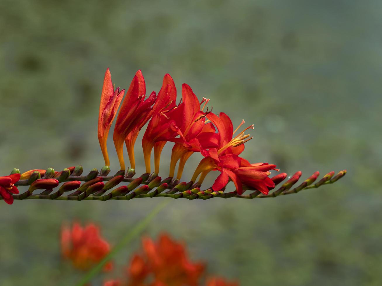 Épi de fleur de crocosmia avec fleurs rouges et bourgeons photo