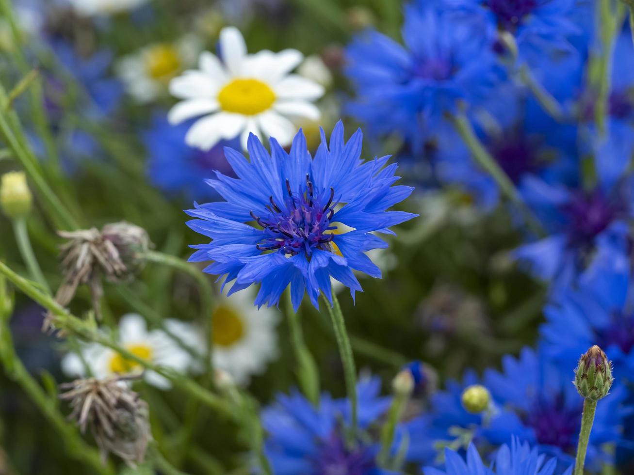 Bleuet bleu dans une prairie de fleurs mixtes photo