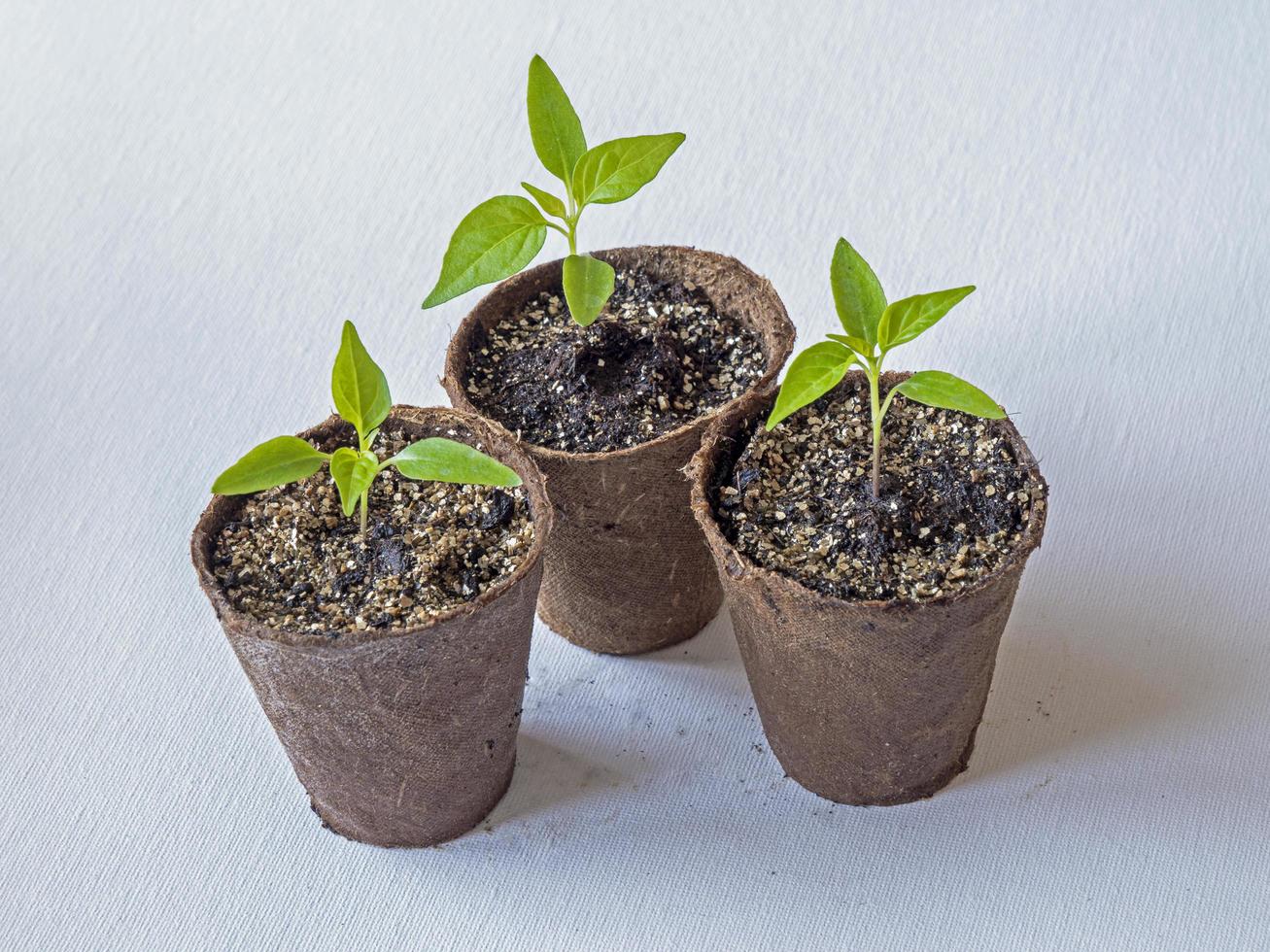 Variété de semis de piment rouge panier de feu dans des pots en fibre photo