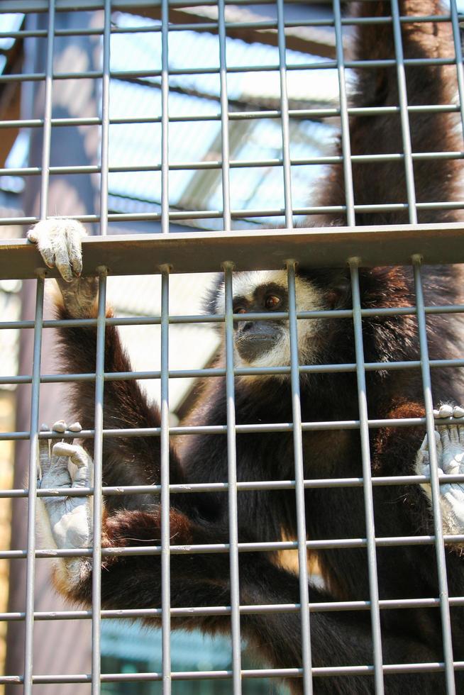 Gibbon aux mains blanches au parc du zoo photo