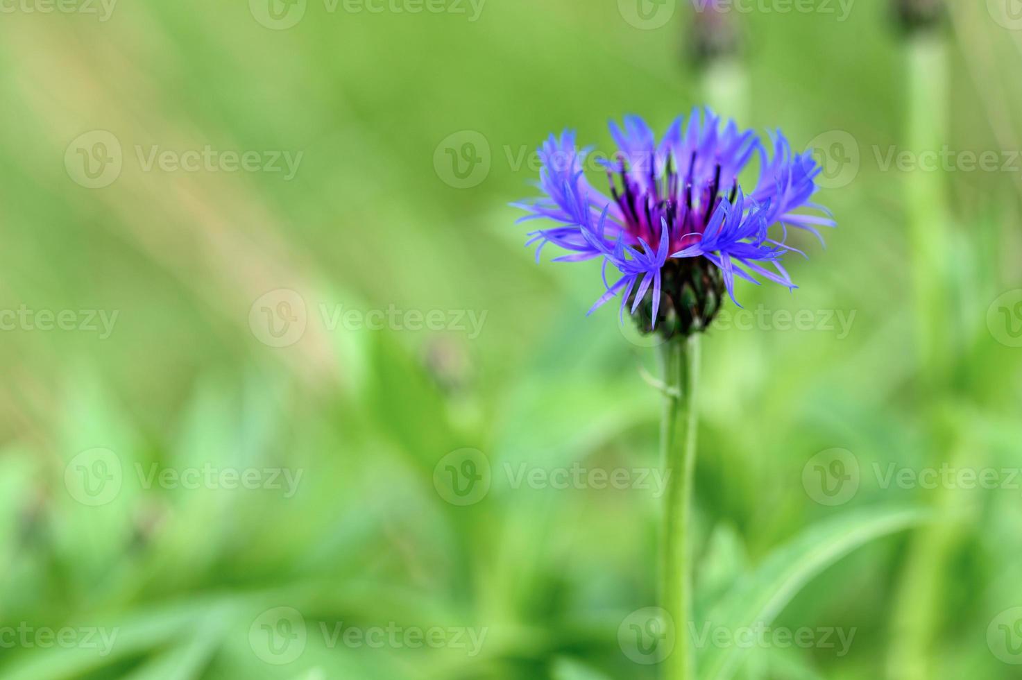 fleurs de bleuet pourpre centaurée sauvage poussent sur le terrain nature photo