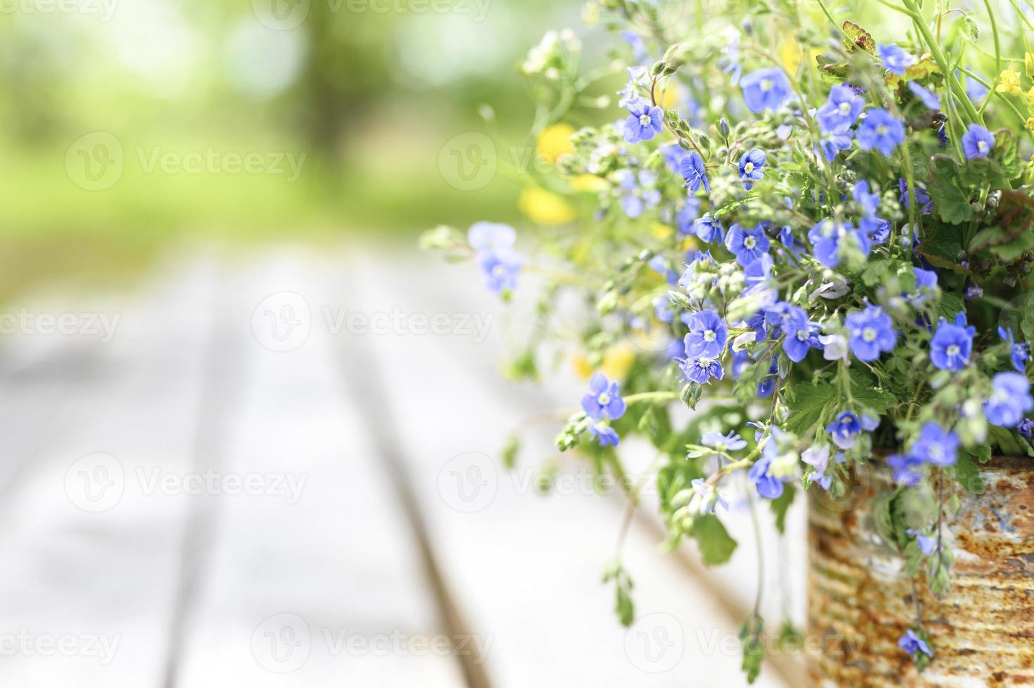 marguerites fleurs sauvages cottagecore bouquet bloom photo