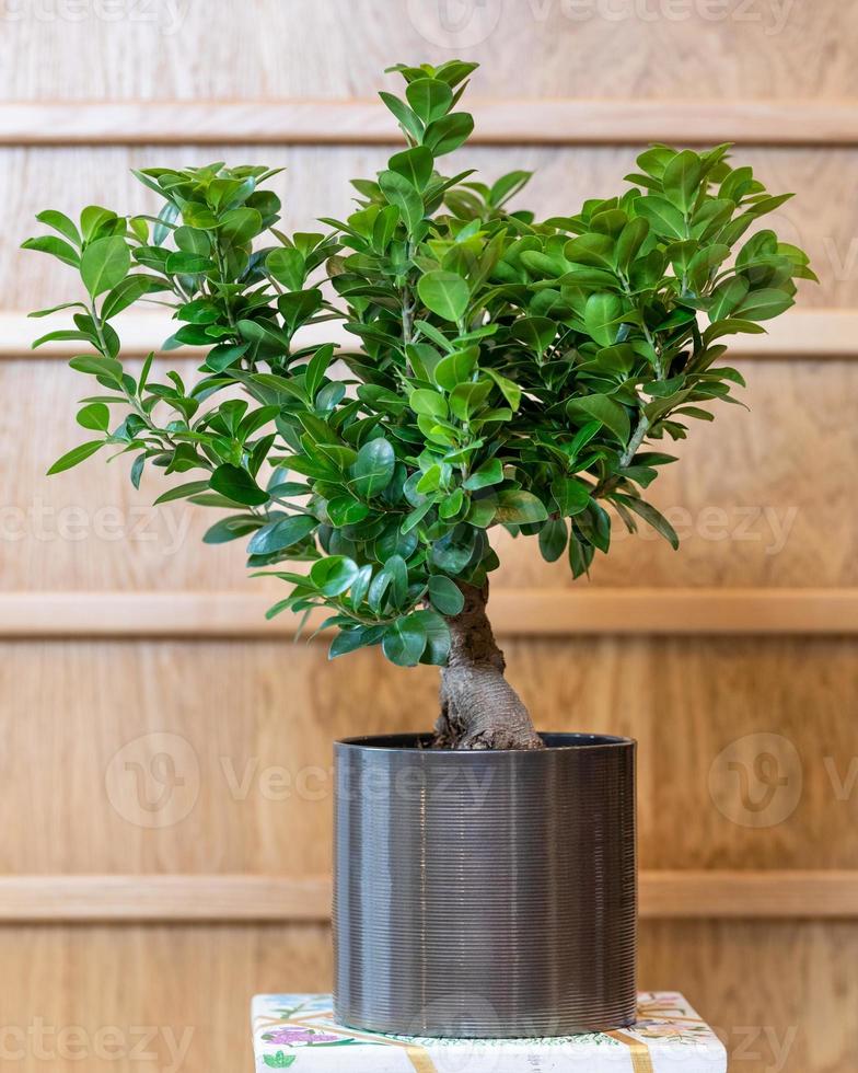 Figuier bonsaï dans le pot noir avec fond en bois photo