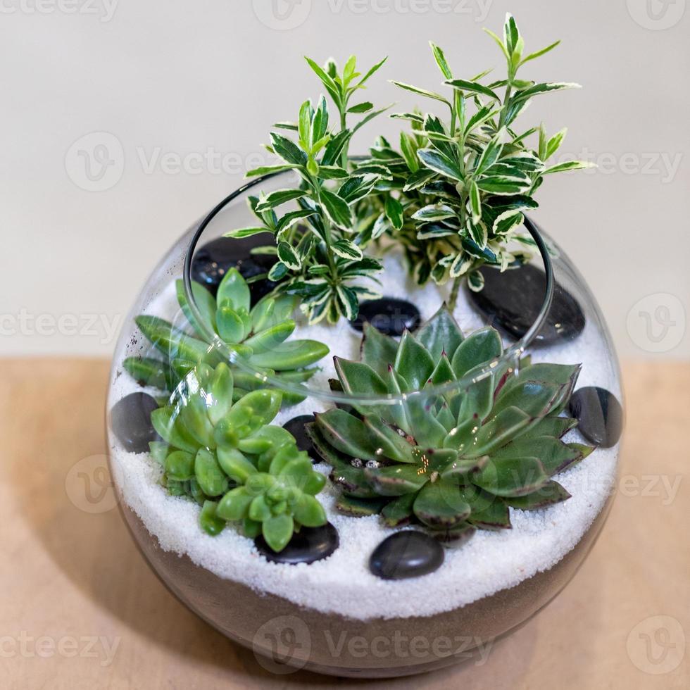 Beau terrarium avec du sable de roche de fleur de cactus à l'intérieur du verre photo