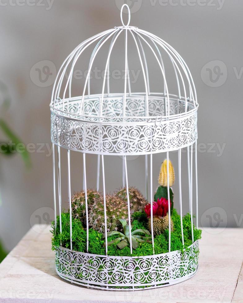 Beau terrarium avec du sable de roche de fleur de cactus dans la cage photo