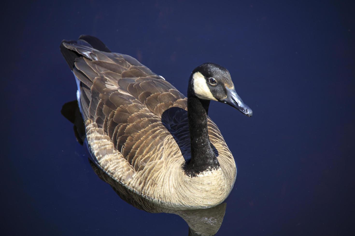 Oie canadienne flottant sur l'eau d'un étang photo