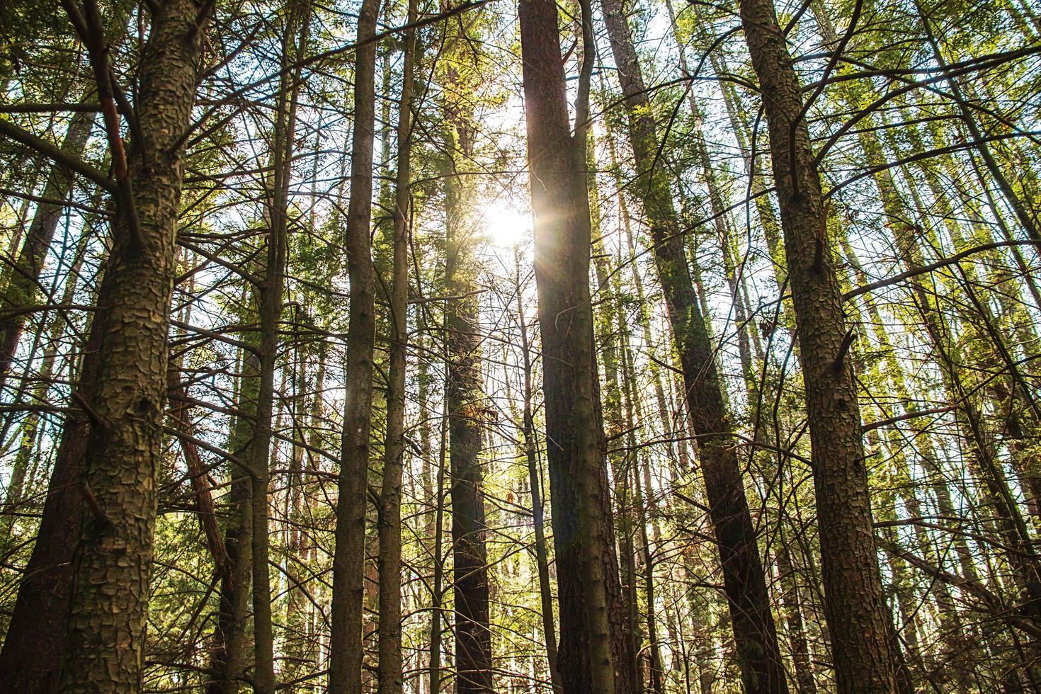 pins verts dans la forêt au printemps photo