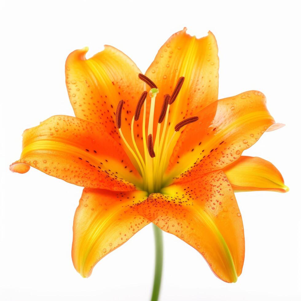 Orange lilly fleur isolé. illustration ai génératif photo