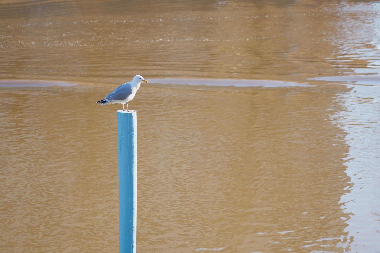 une mouette sur un poteau bleu dans le contexte de la rivière photo