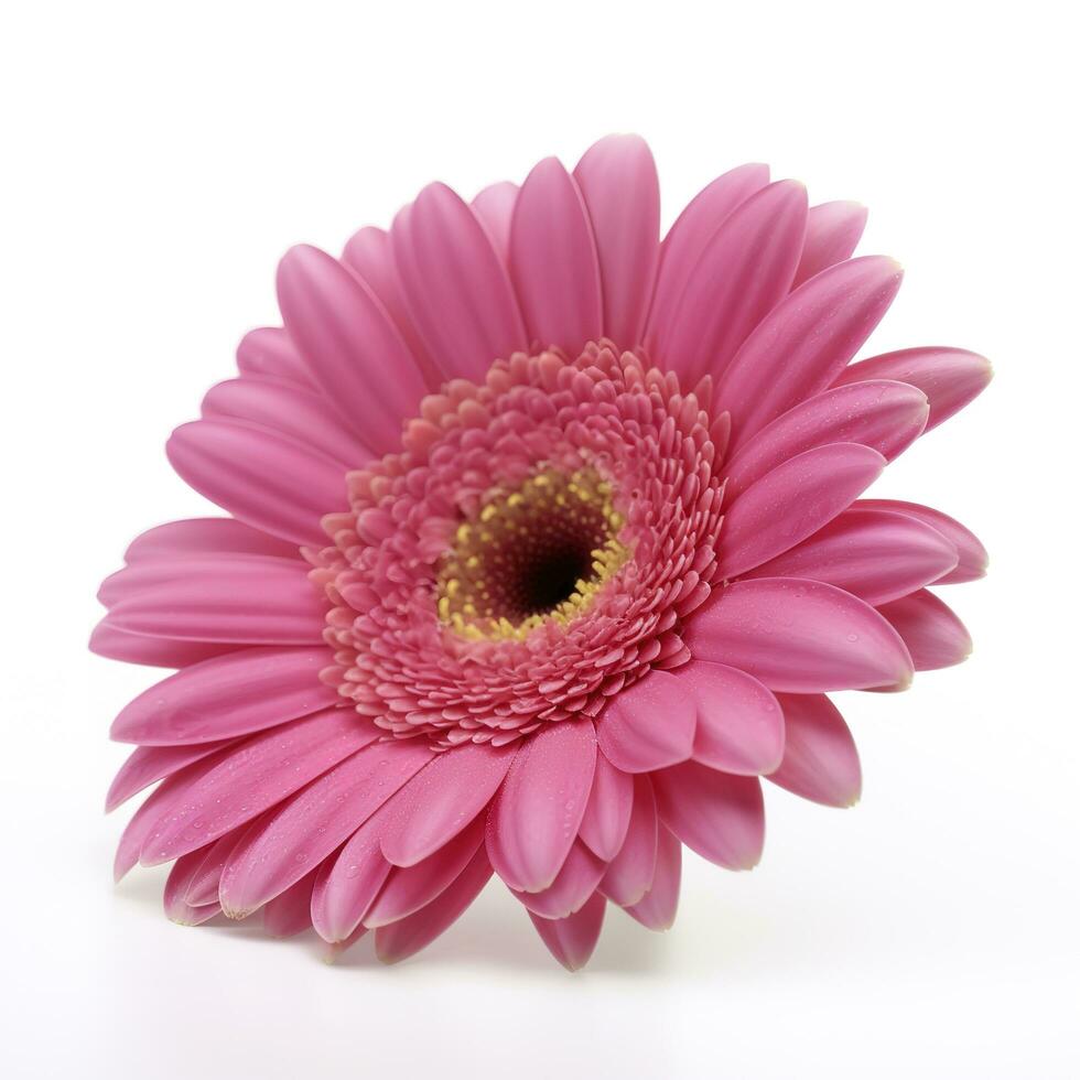 rose gerbera fleur isolé sur blanc arrière-plan, produire ai photo