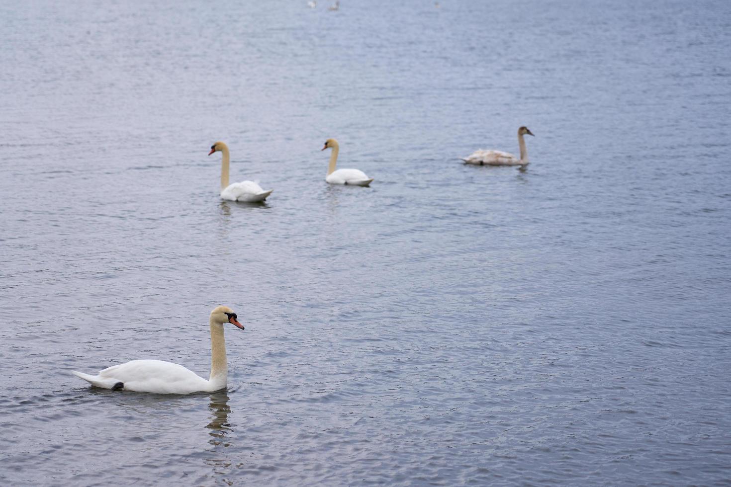 Famille de cygne blanc sur la côte de la mer Baltique en Finlande photo