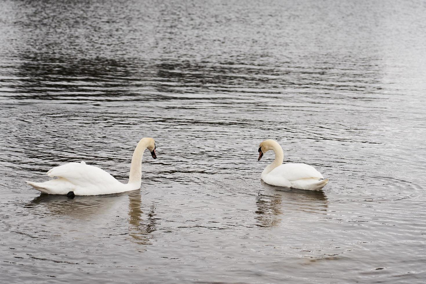 Famille de cygne blanc sur la côte de la mer Baltique en Finlande photo