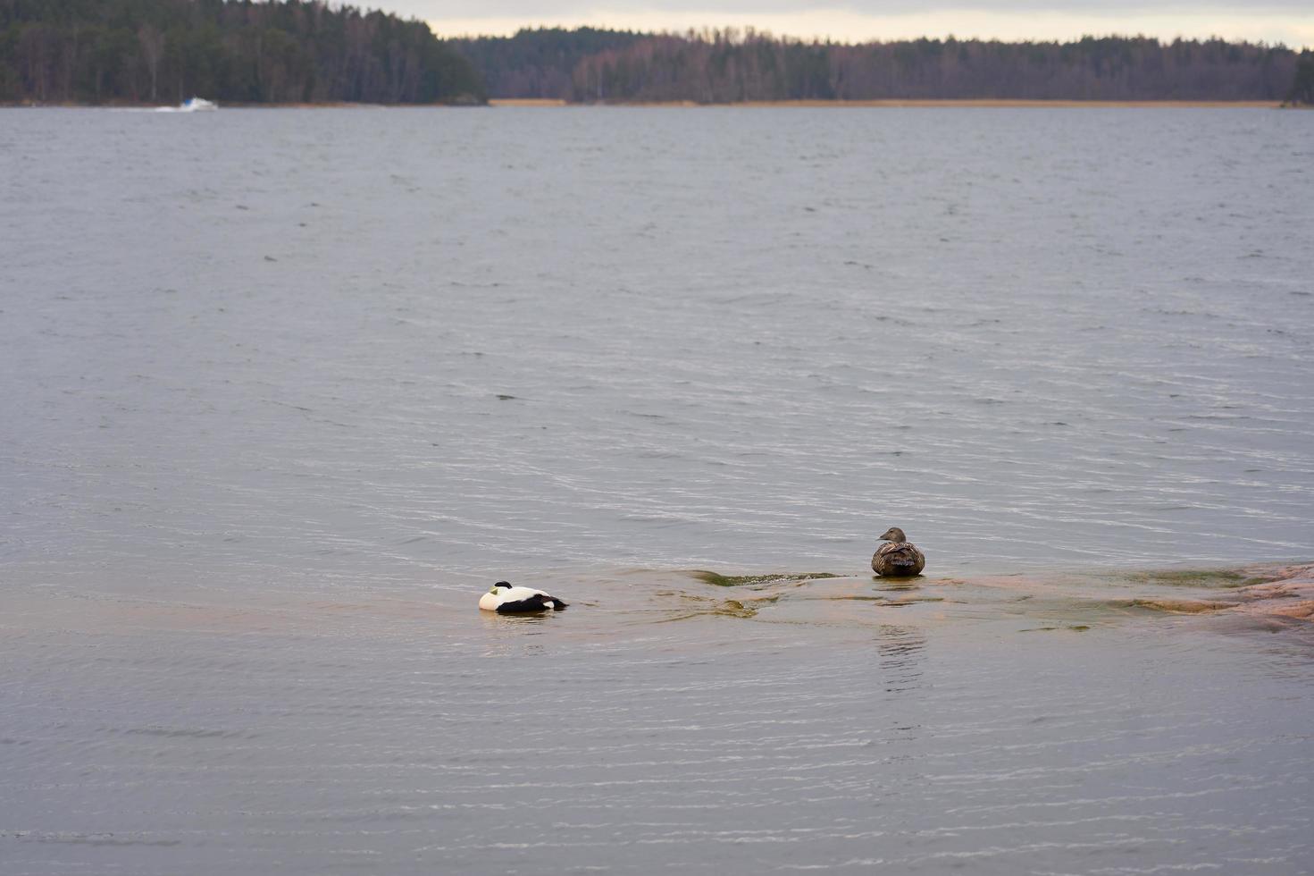 canards sur un rivage rocheux sur la côte de la mer Baltique photo