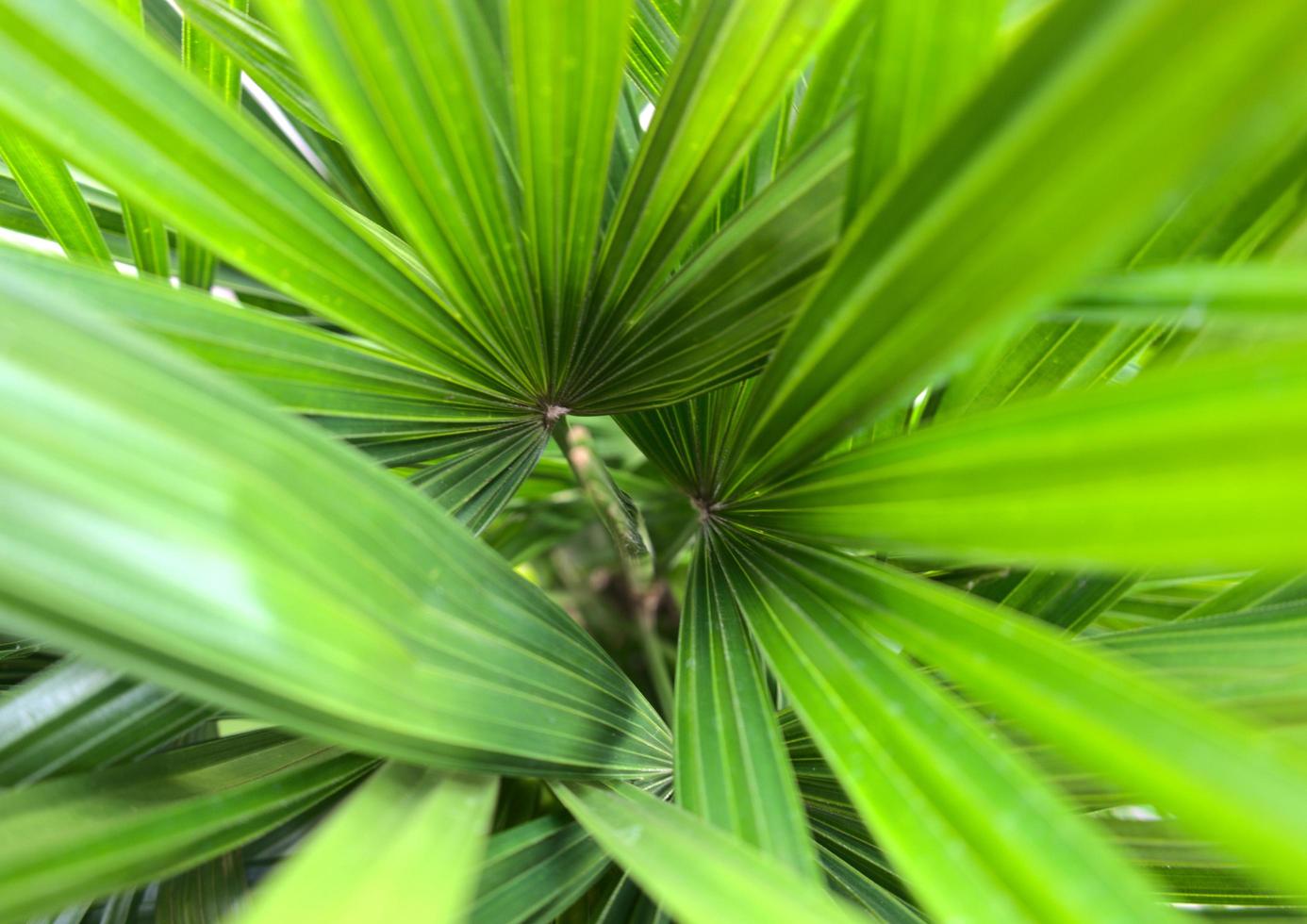 feuilles de palmier vert tropical naturel photo