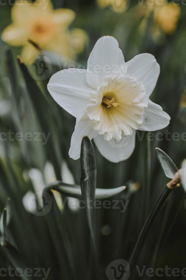 photographie peu profonde de fleur blanche photo