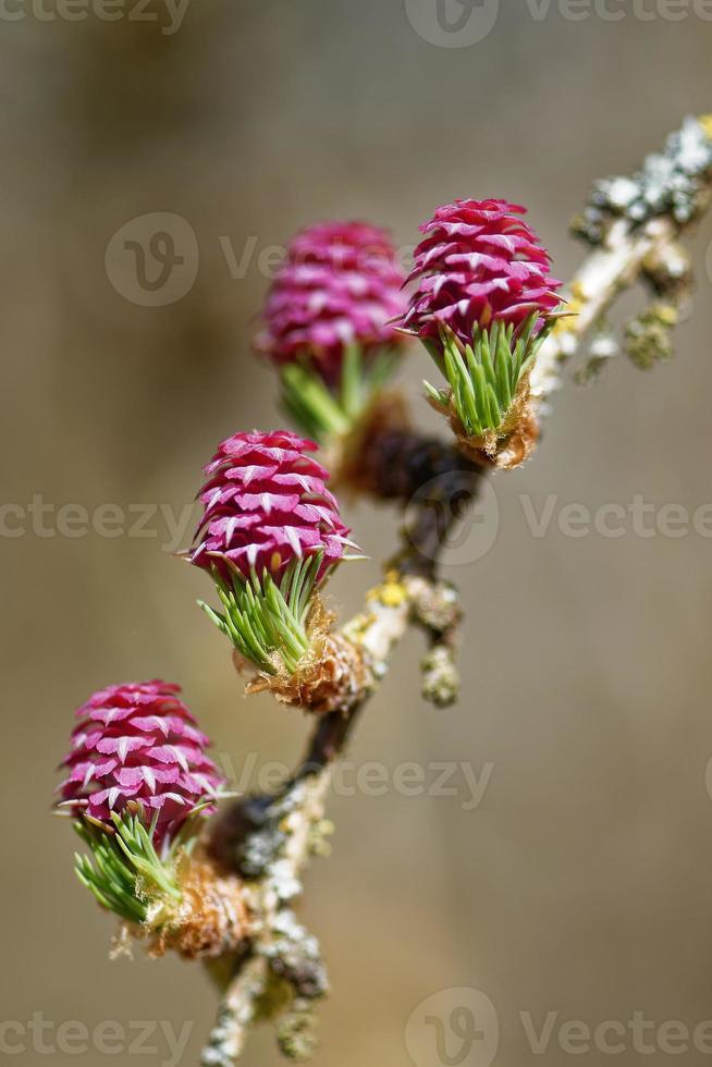 Les jeunes cônes de pollen de mélèze au printemps photo