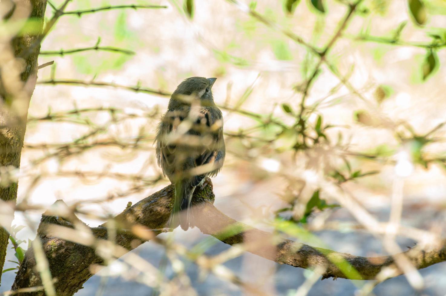 moineau en Nouvelle-Zélande photo