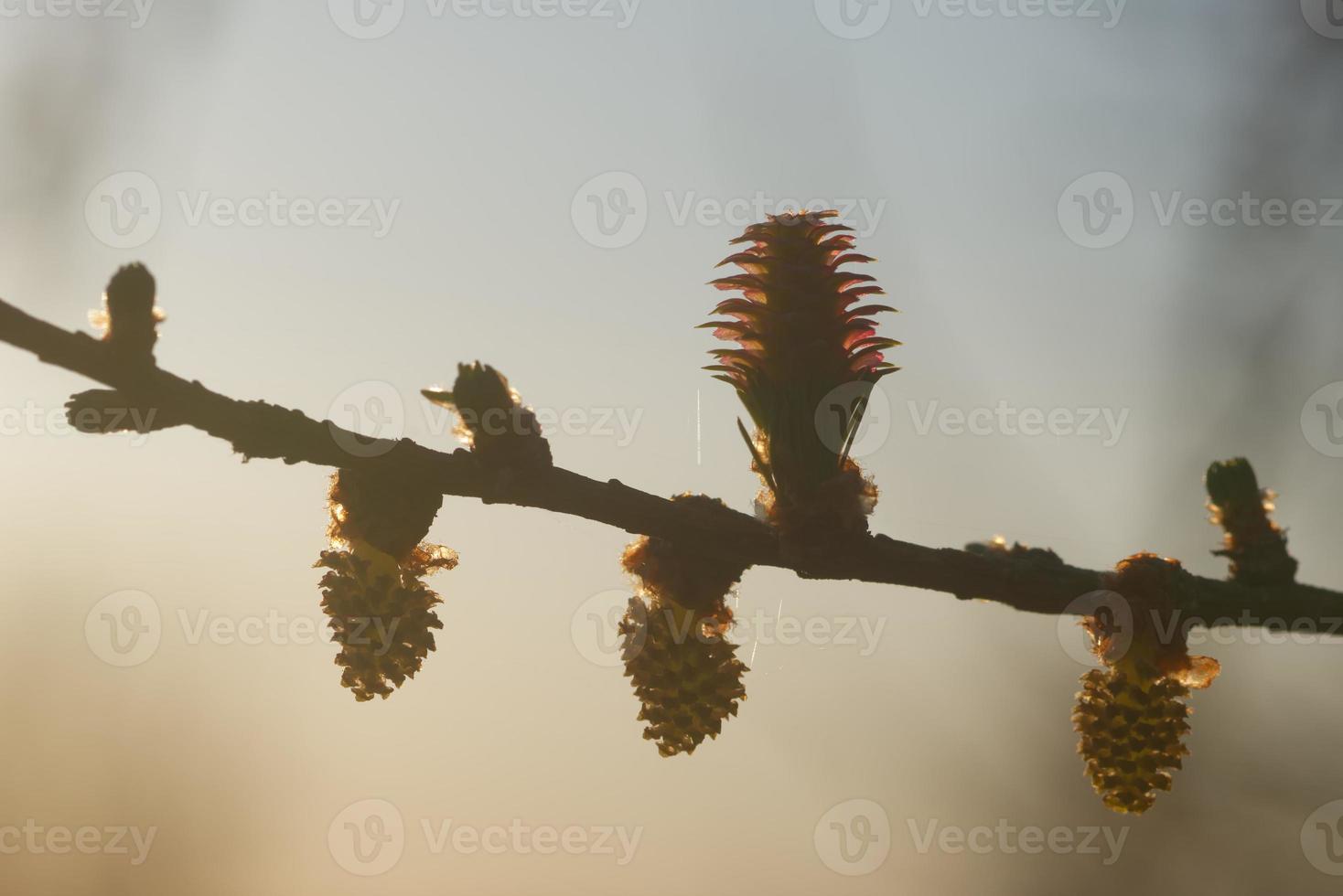 jeunes cônes d'ovulation et de pollen de mélèze au printemps photo