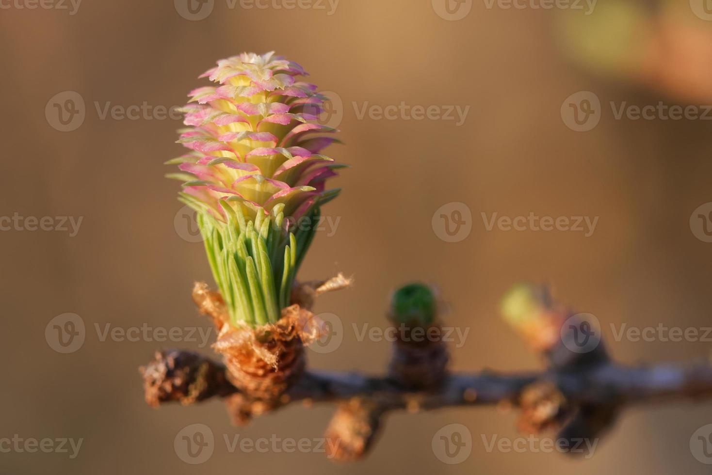 Jeune cône ovulé de mélèze au printemps photo