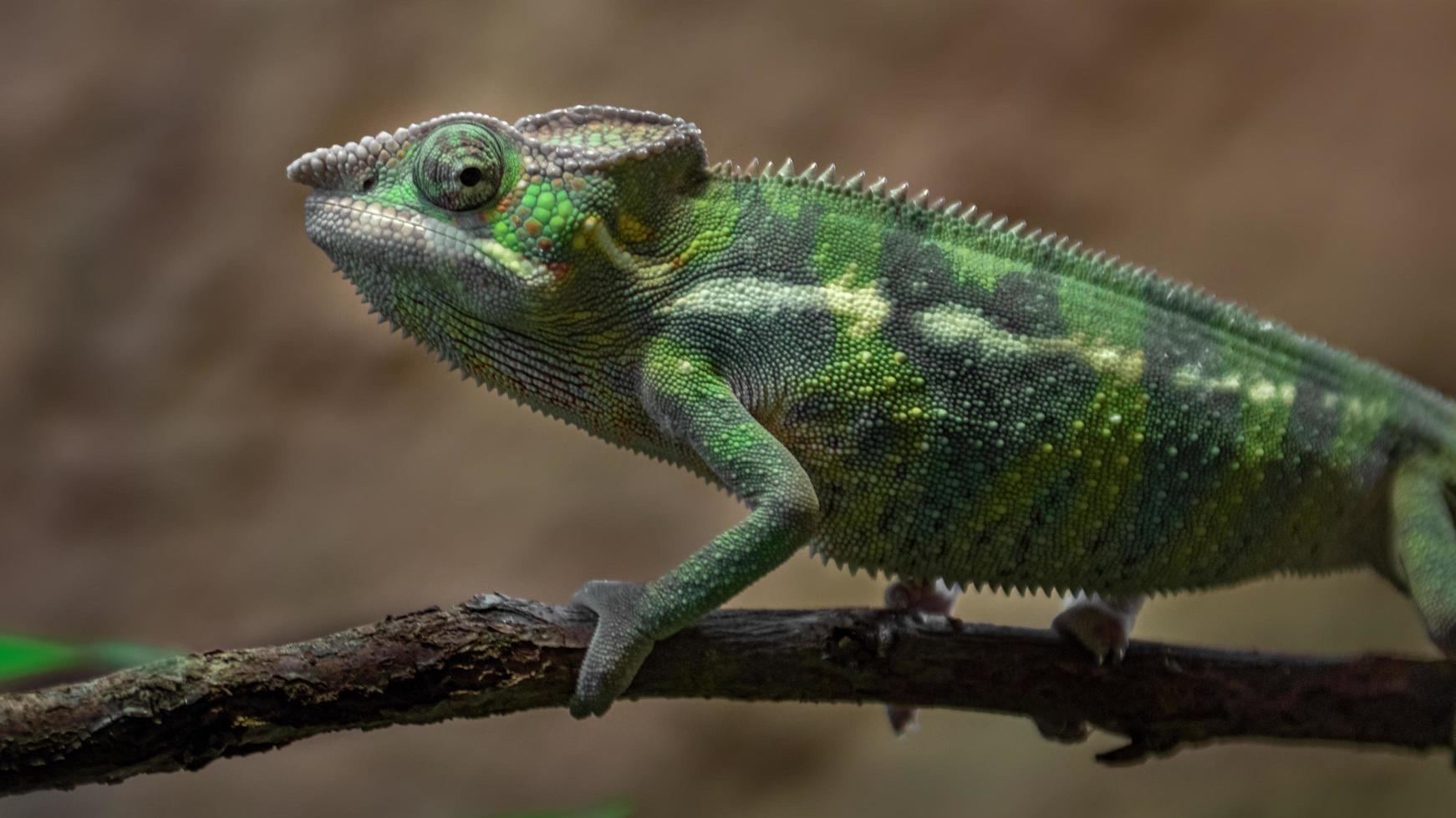 caméléon panthère sur branche photo