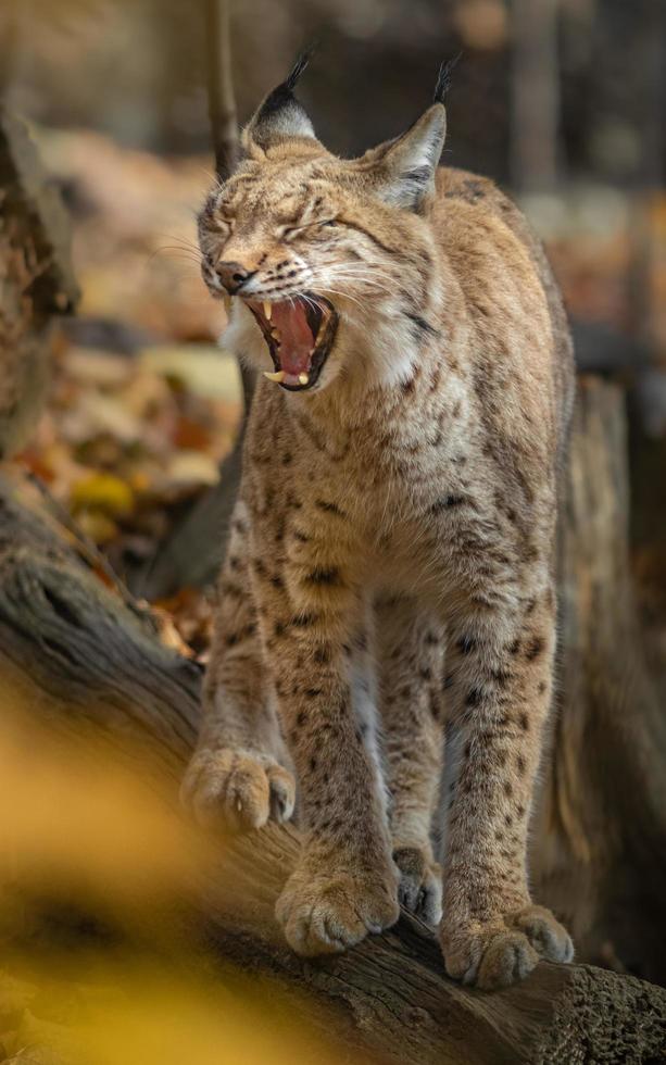 Lynx eurasien en automne photo