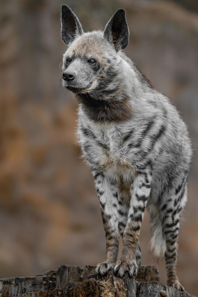 portrait d'hyène rayée photo