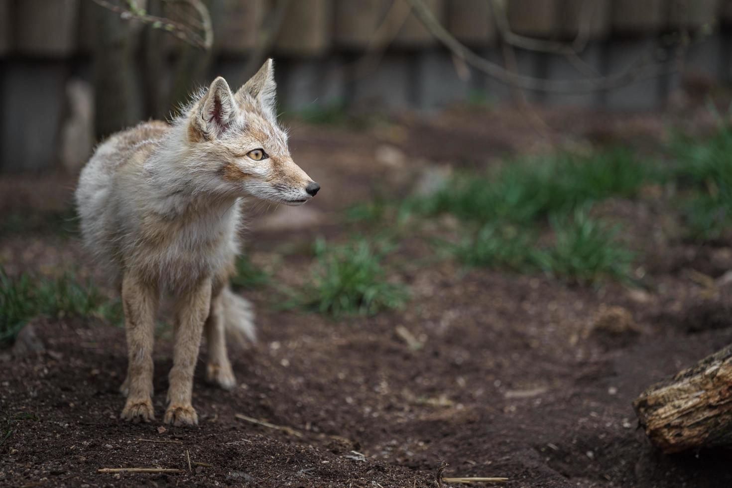 Portrait de renard corsac photo