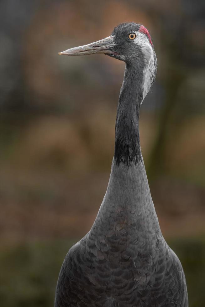 portrait de grue cendrée photo