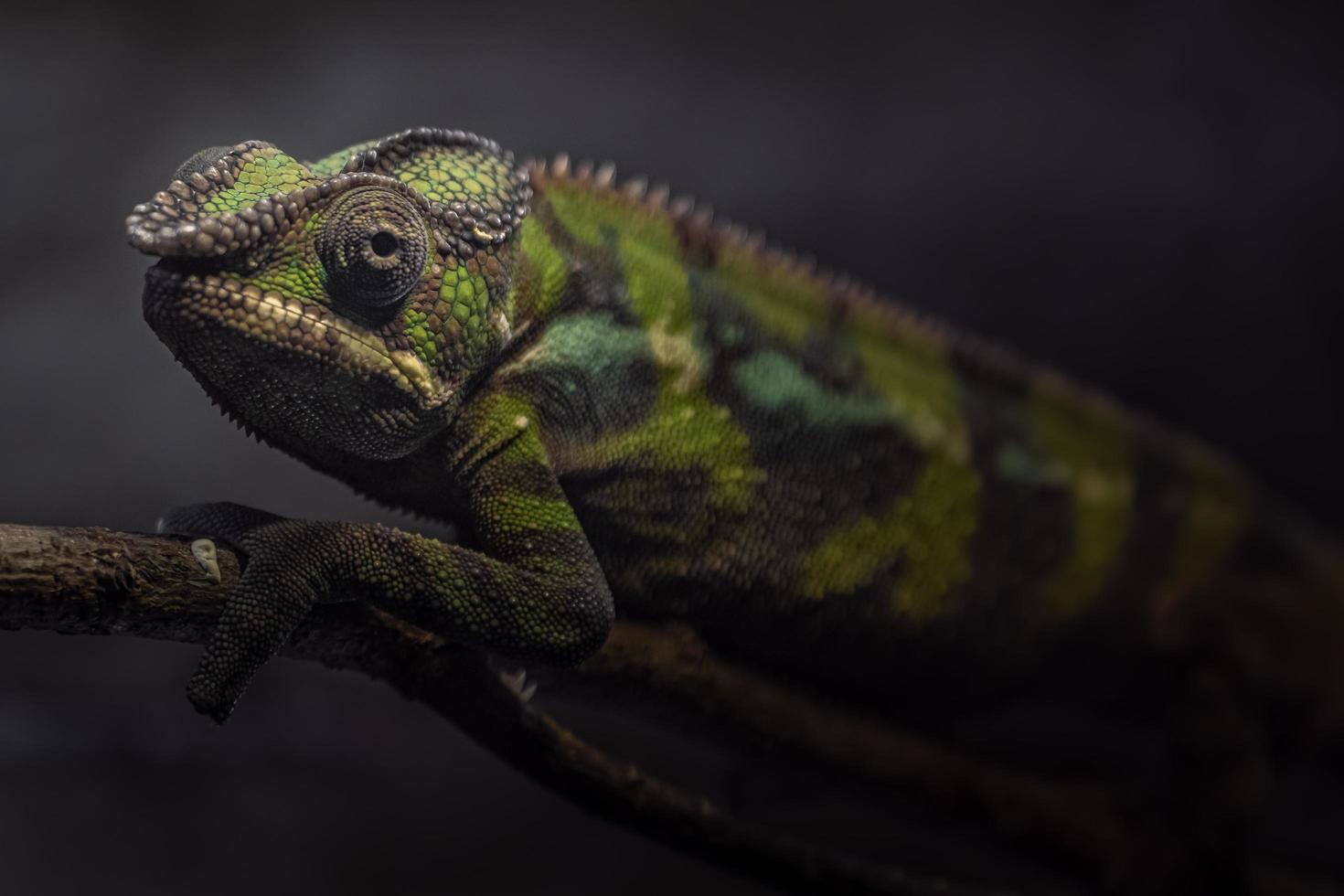 portrait de caméléon panthère photo