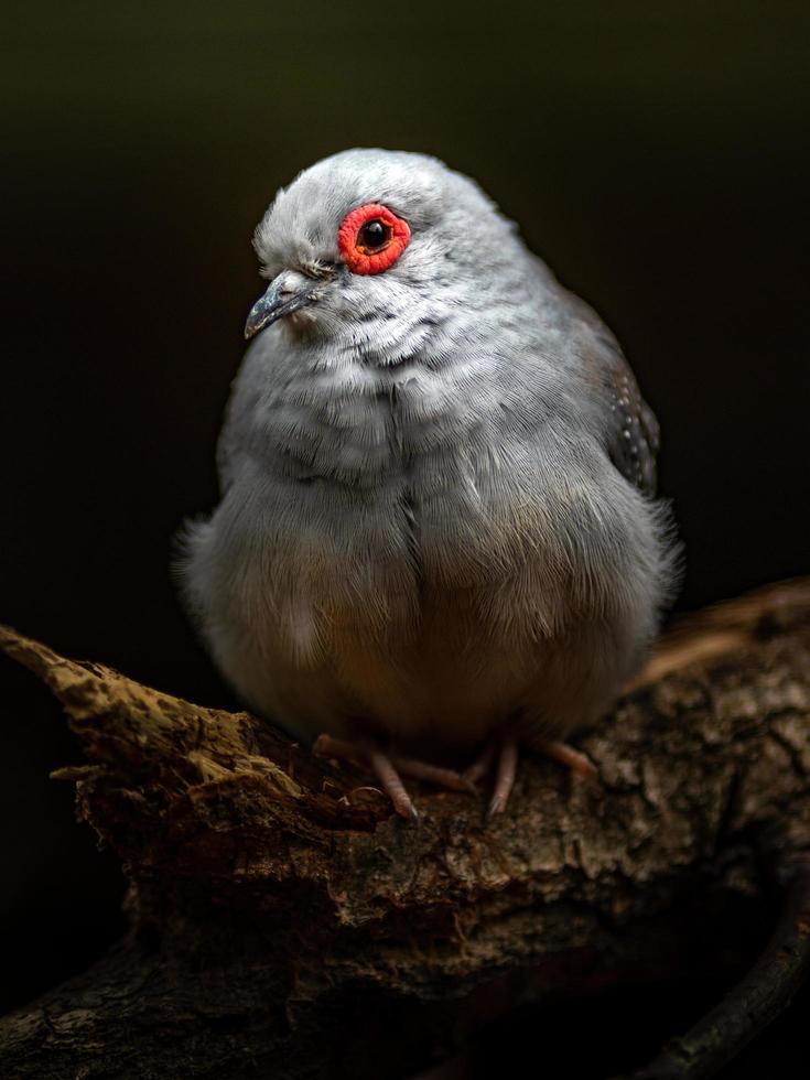 portrait de colombe de diamant photo