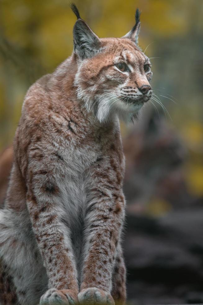 Portrait de lynx eurasien photo