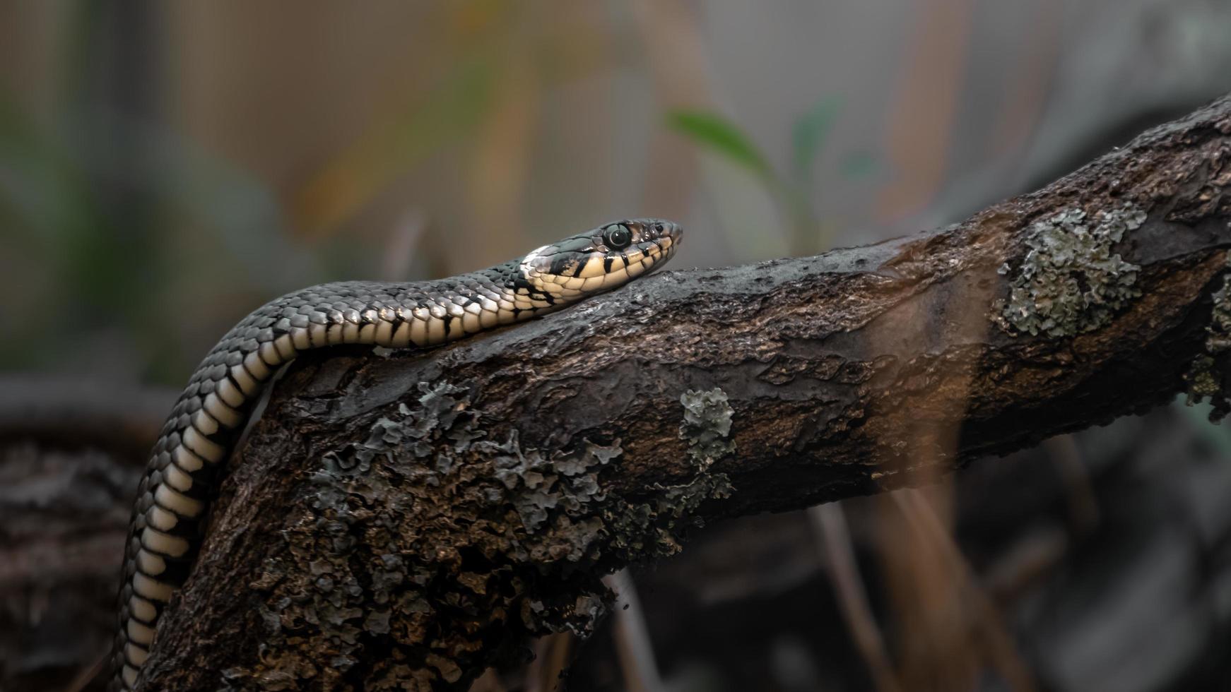 couleuvre à collier sur une branche photo