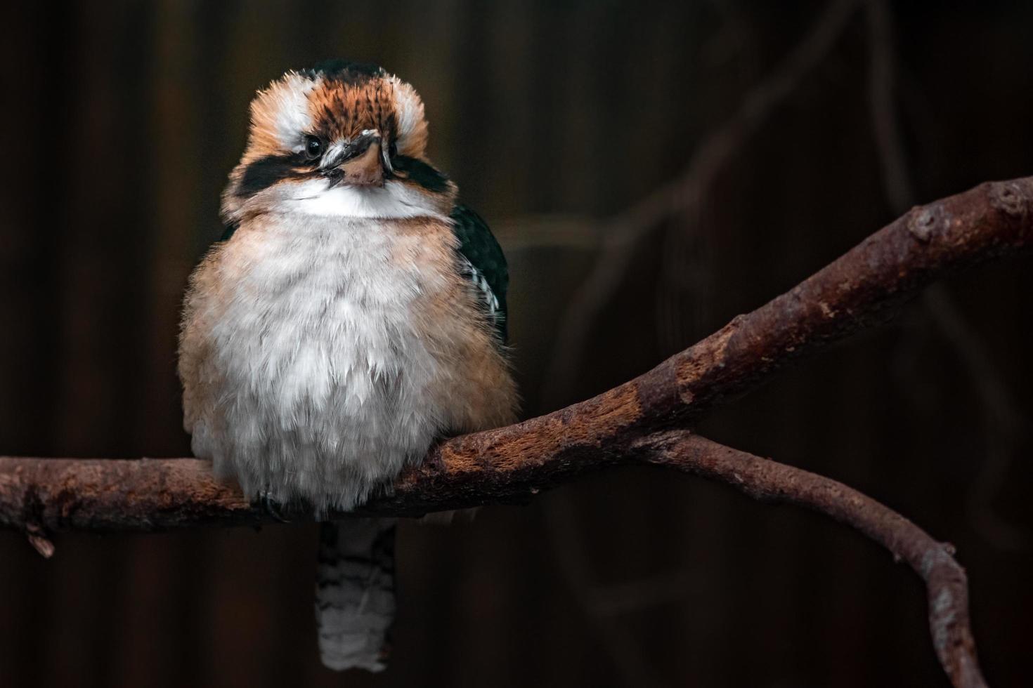 portrait de rire kookaburra photo