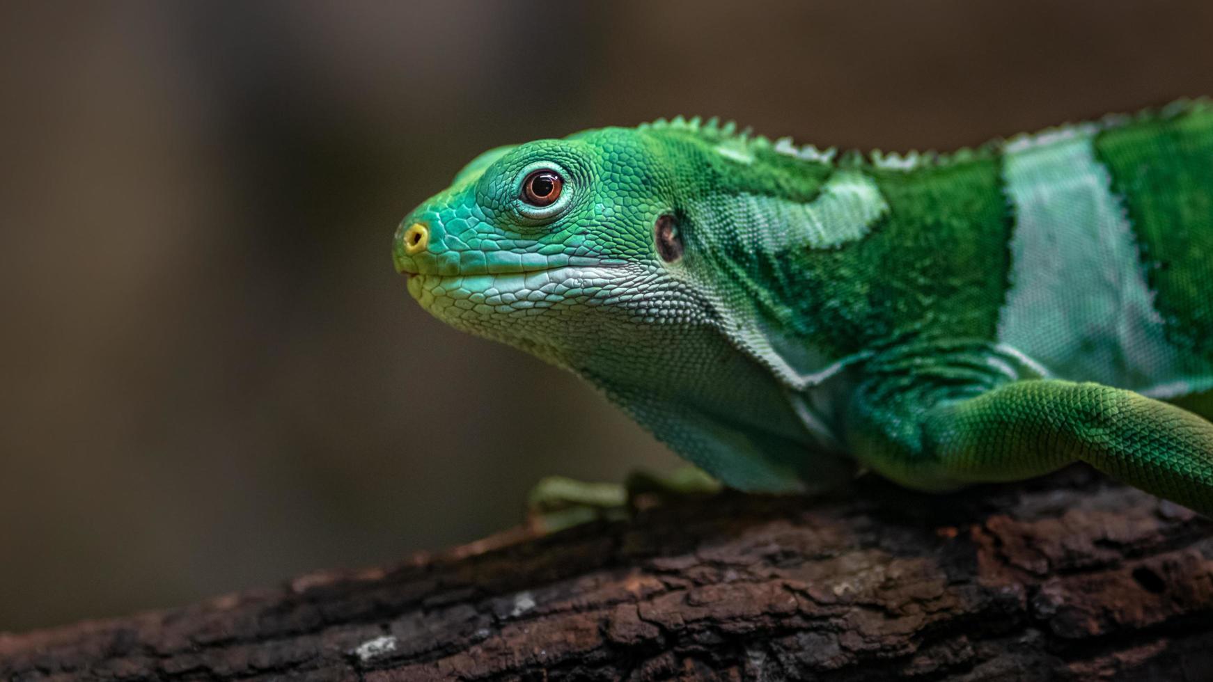 iguane à bandes fidjiennes photo