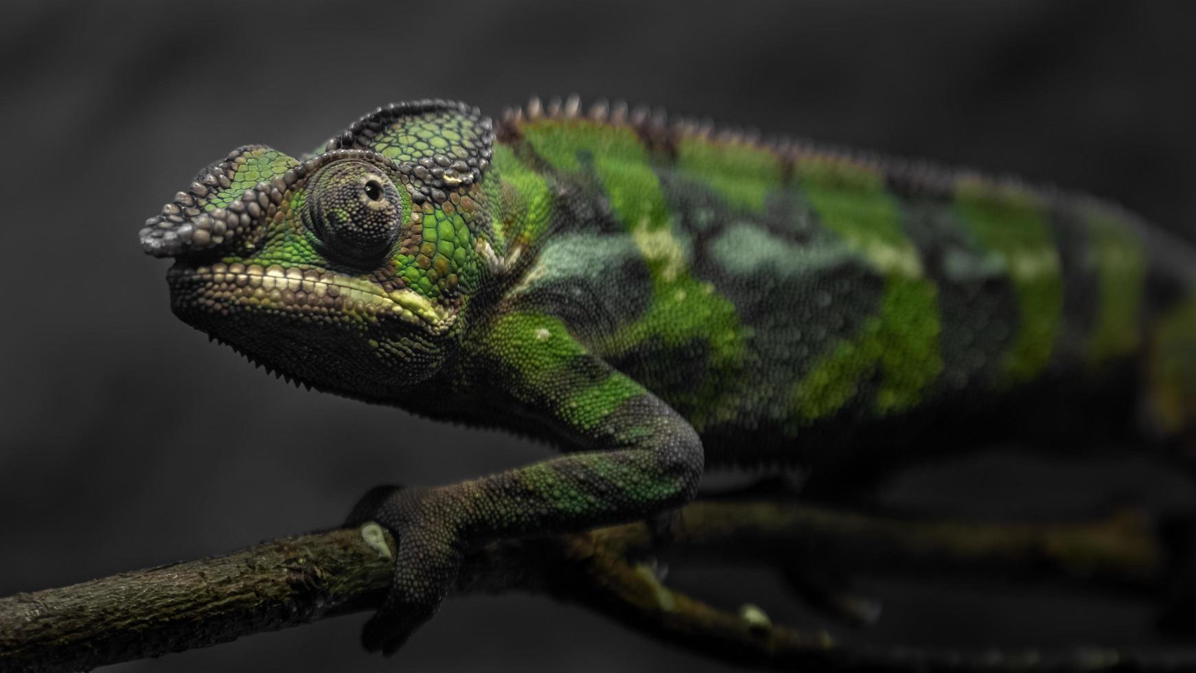 caméléon panthère sur branche photo