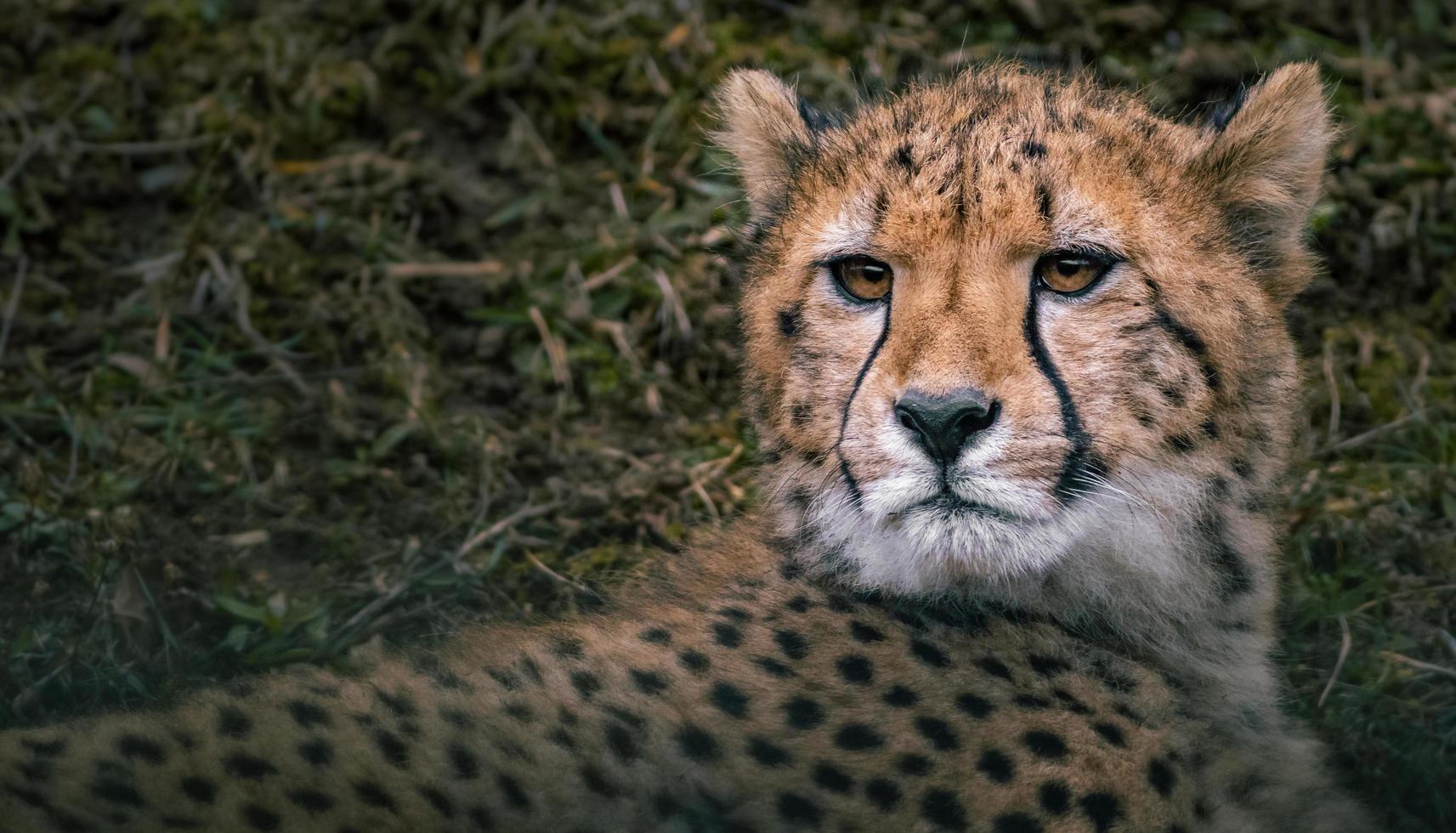 portrait de guépard photo