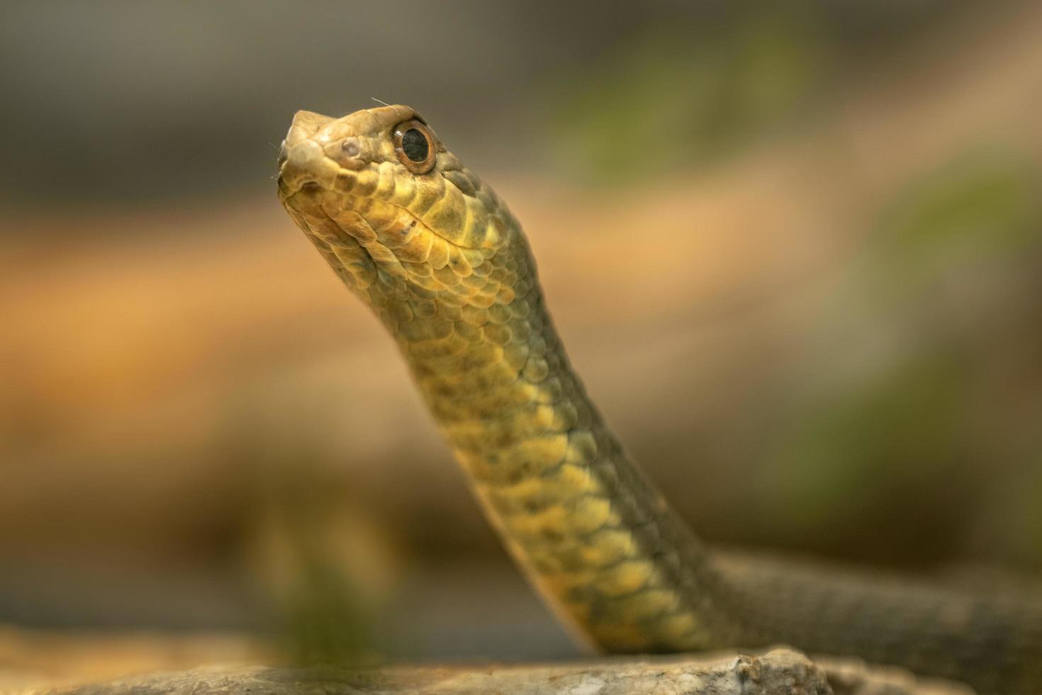 Serpent de l'est de Montpellier photo