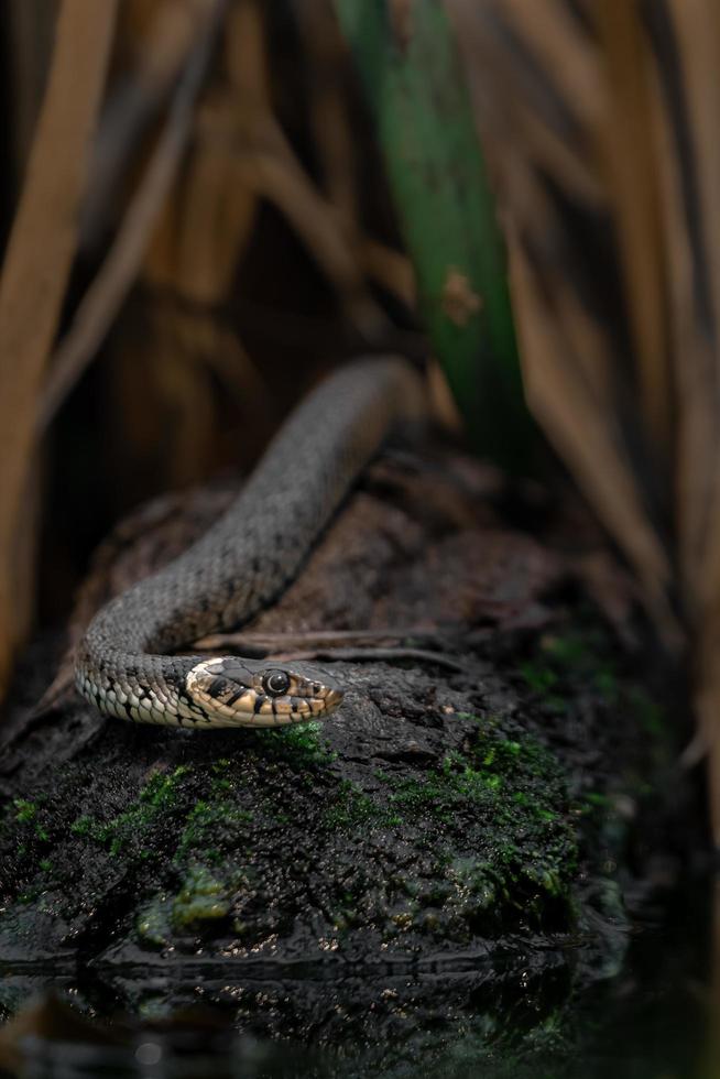 serpent d'herbe sur pierre photo