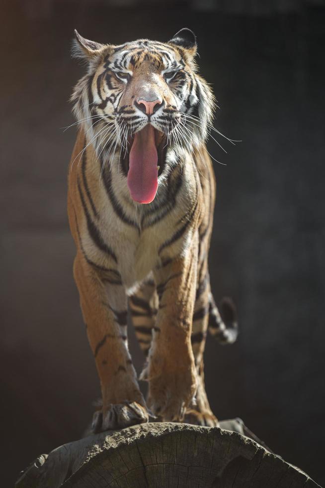 tigre de Sumatra bâillant photo