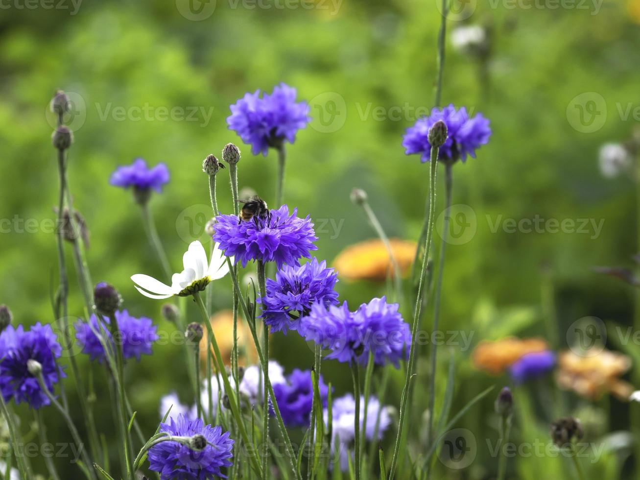 Bleuets violets ou boutons célibataires Centaurea cyanus poussant dans un jardin avec mise au point sélective photo