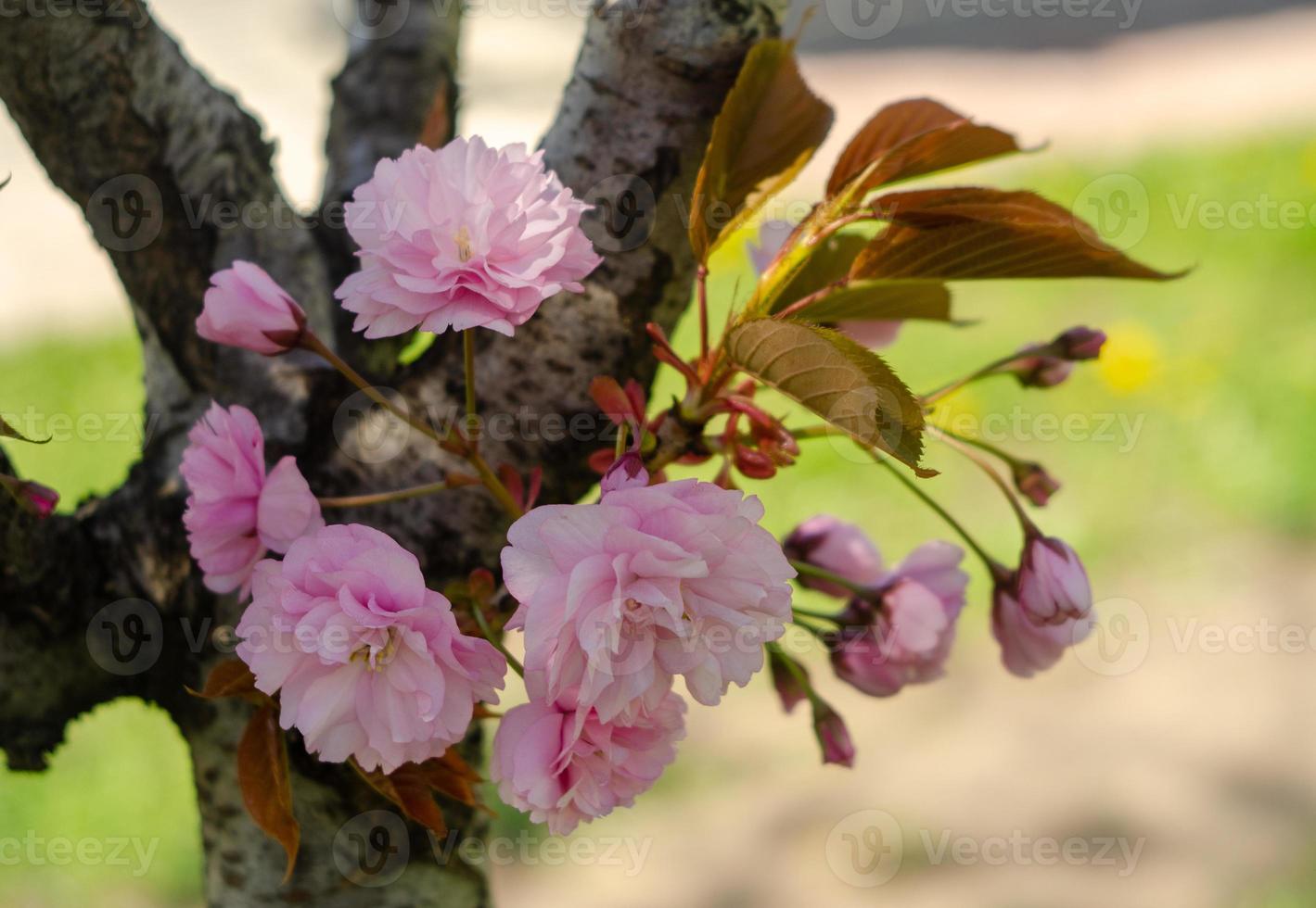 Fleurs de sakura rose près du printemps au soleil photo