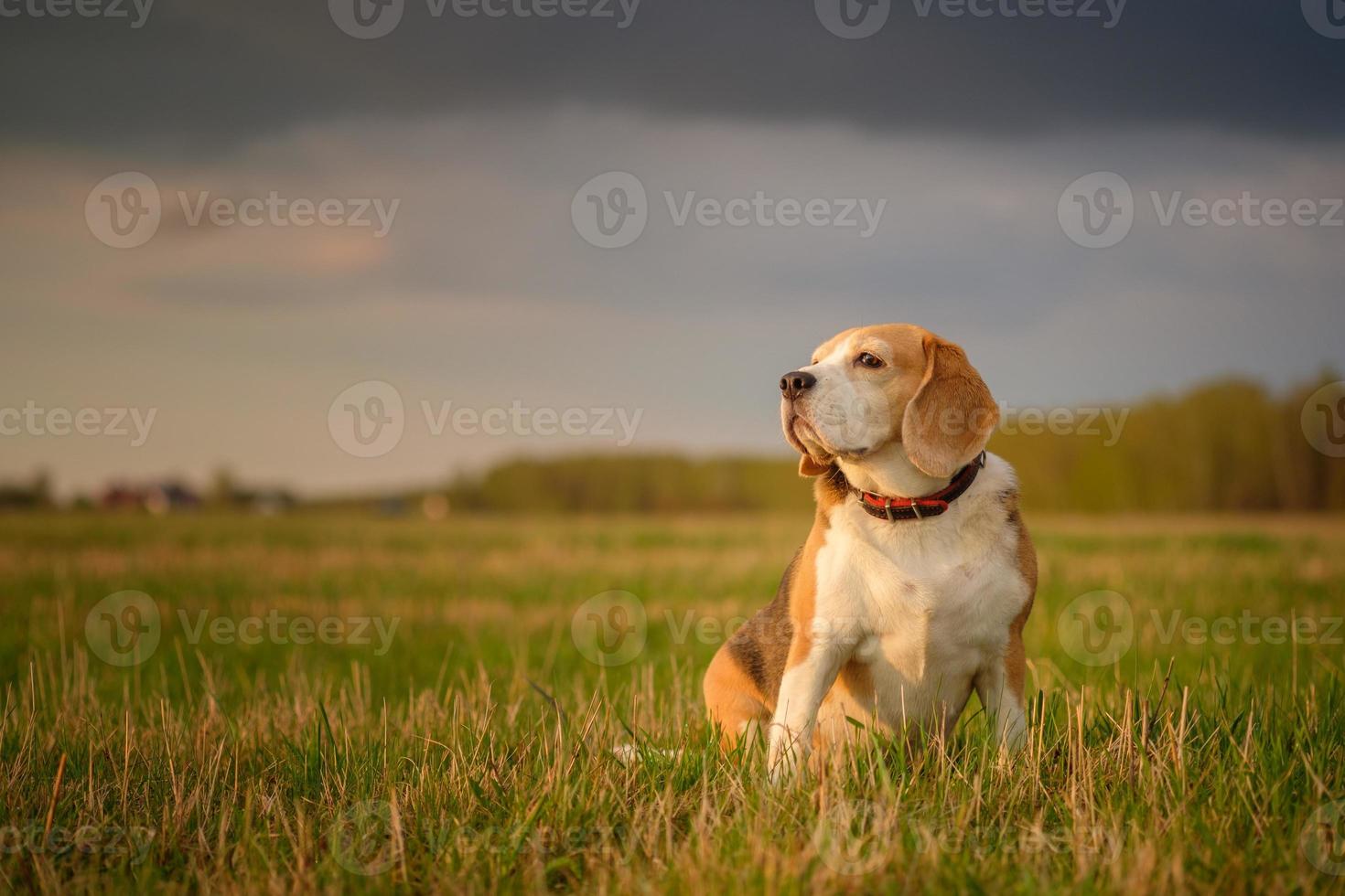 Chien beagle en promenade un soir de mai photo