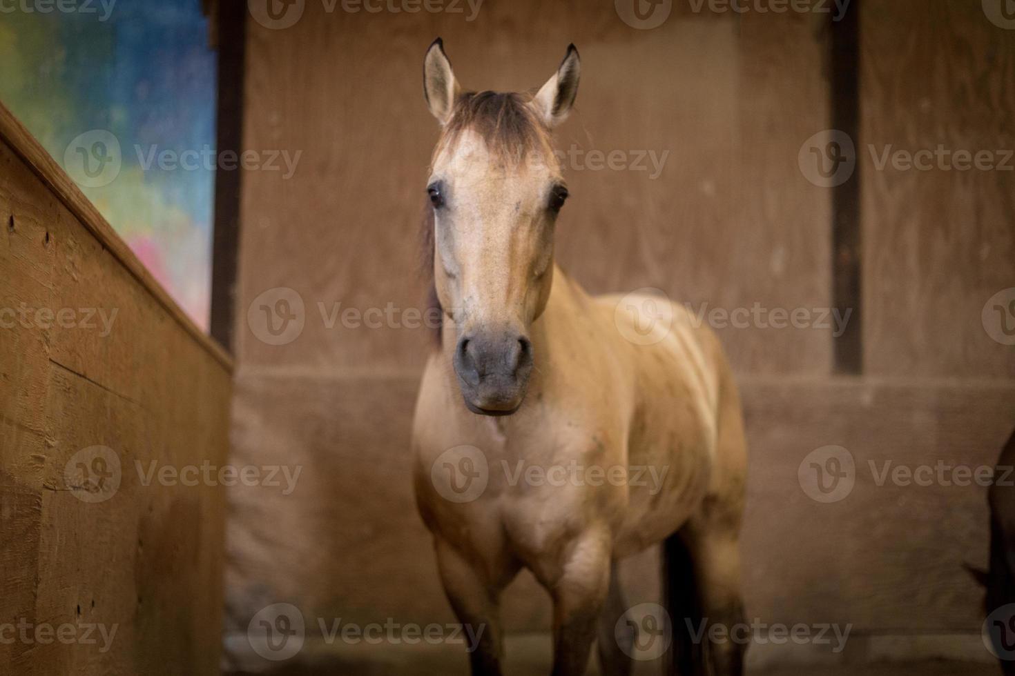 petit cheval brun photo