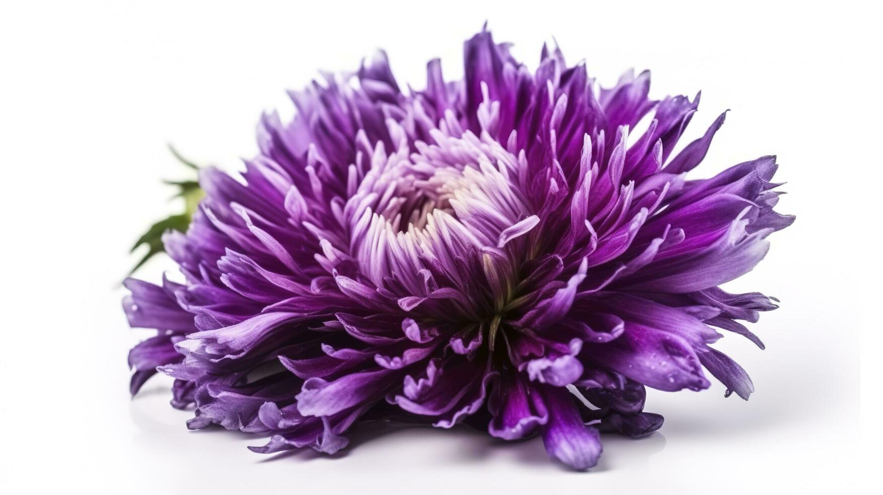 gros violet fleur isolé sur blanc arrière-plan, produire ai photo