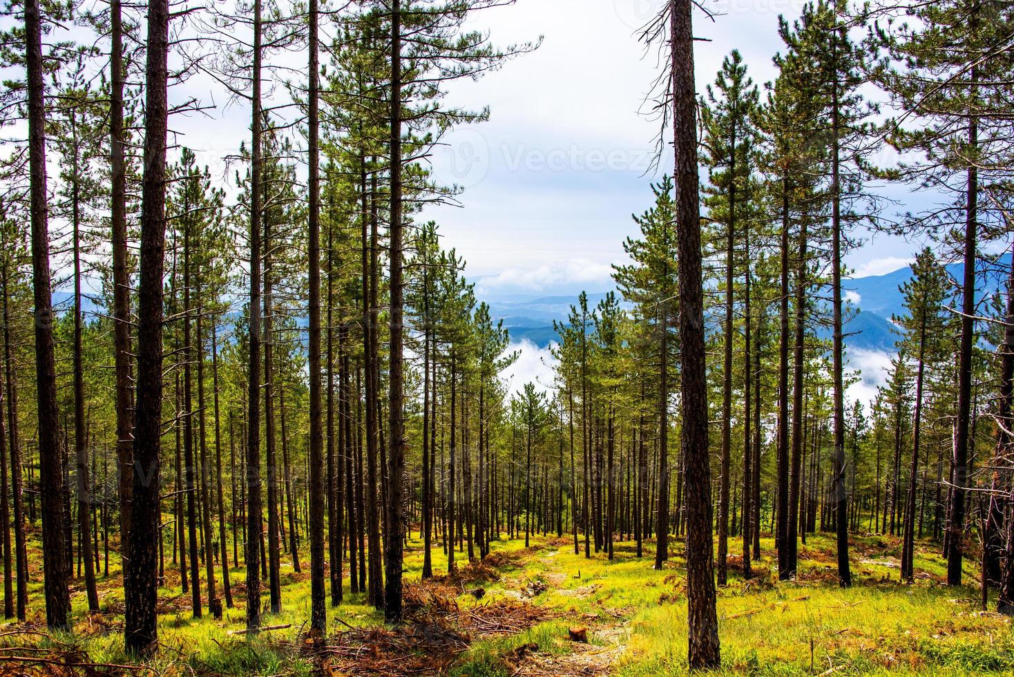 grands arbres dans la forêt photo