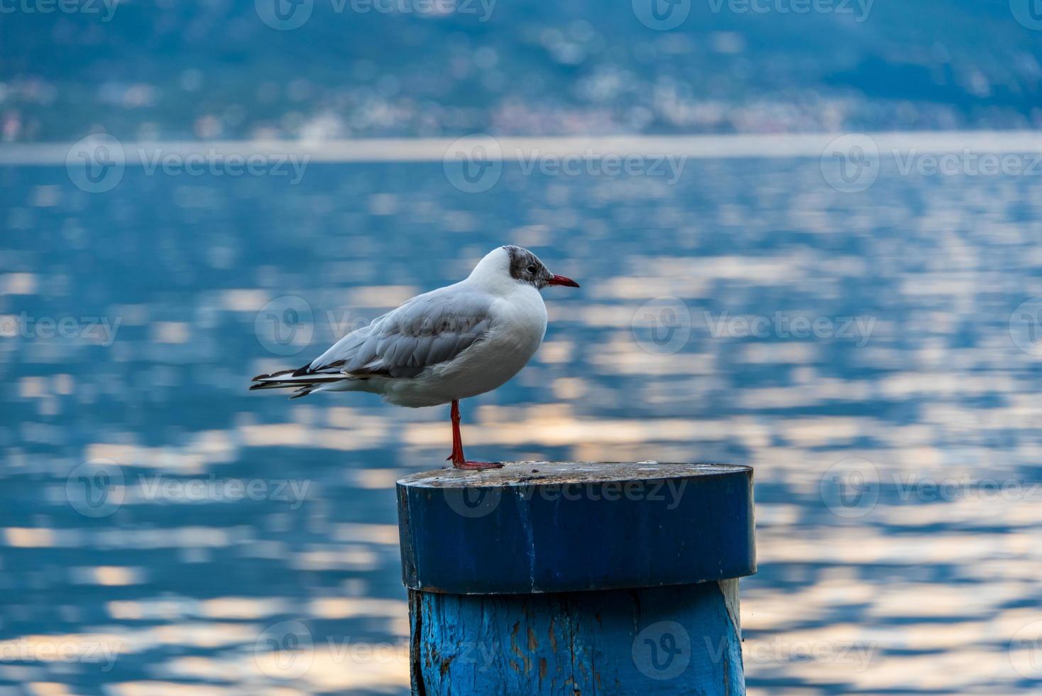 Chroicocephalus ridibundus mouette photo